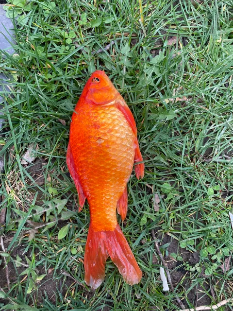 Goldfisch