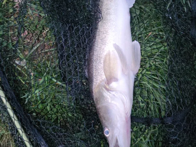 Zander