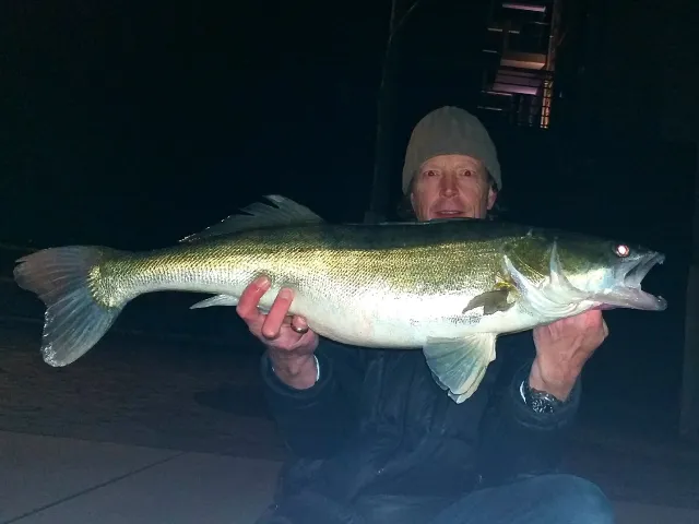 Zander
