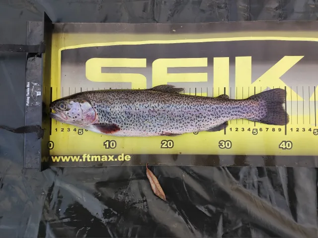 Regenbogenforelle