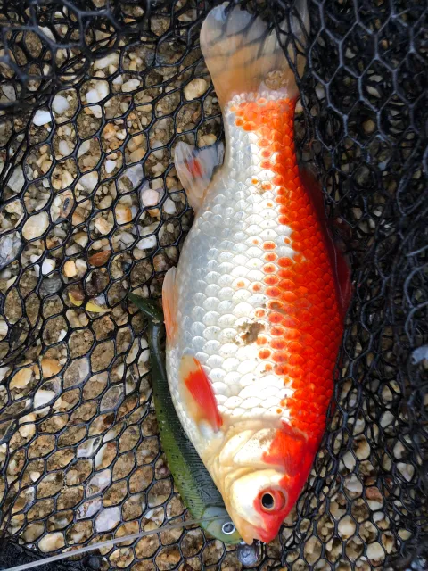 Goldfisch