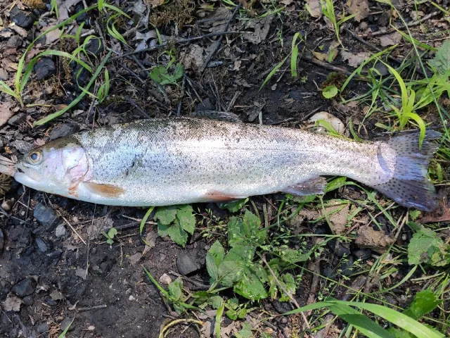 Regenbogenforelle