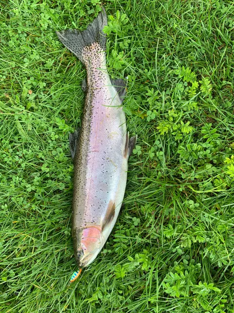 Regenbogenforelle