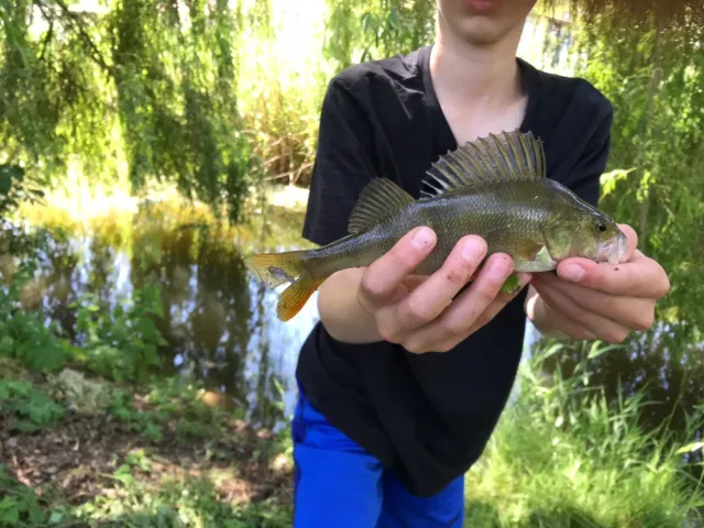 Flussbarsch