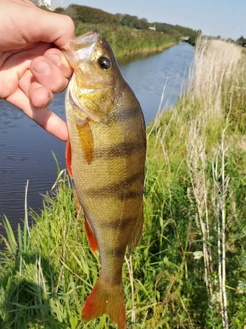 Flussbarsch