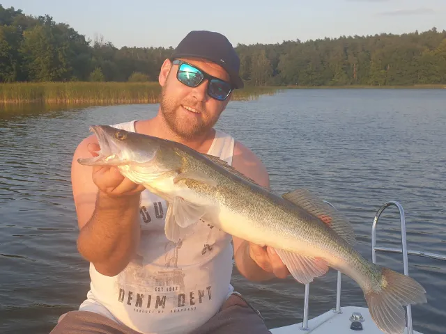 Zander