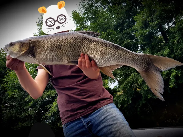Rapfen
