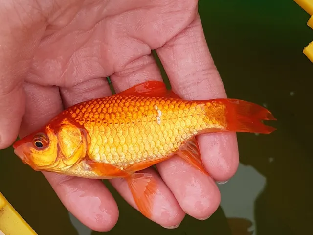 Goldfisch