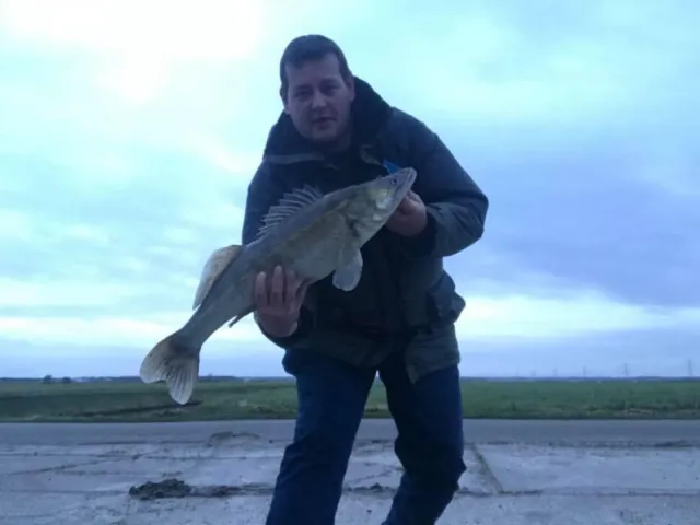 Zander