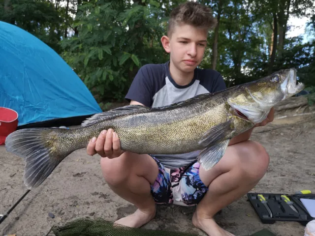 Zander