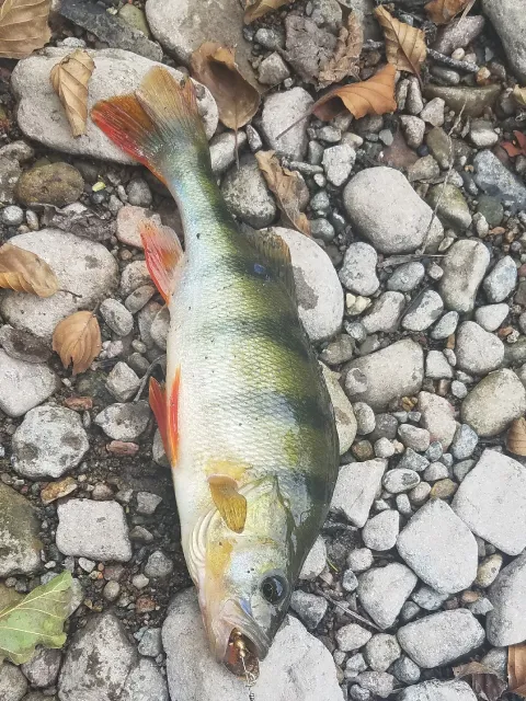Flussbarsch