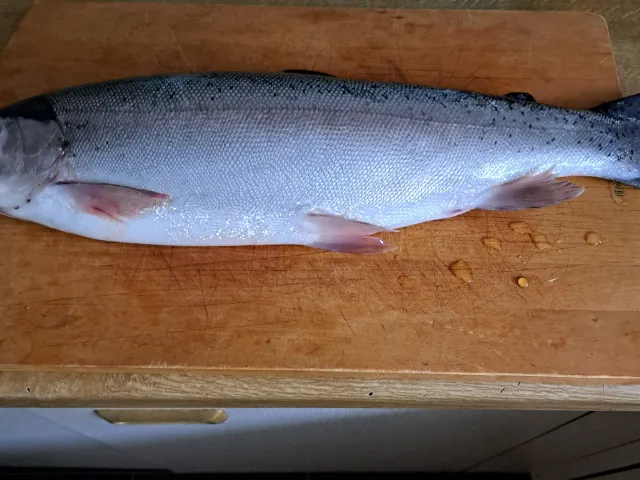 Regenbogenforelle