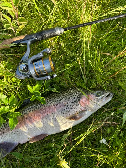 Regenbogenforelle