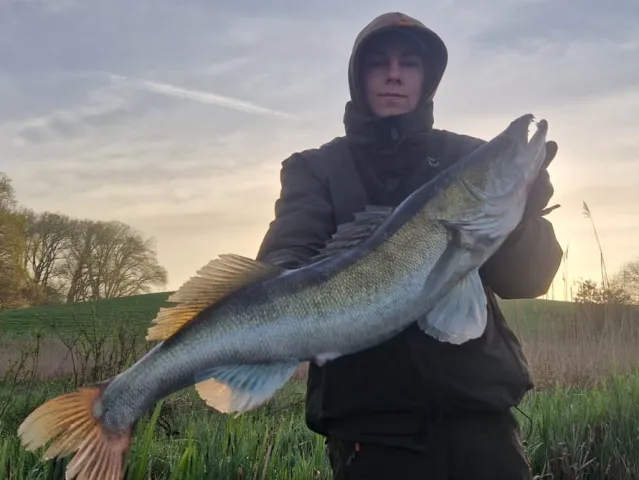 Zander