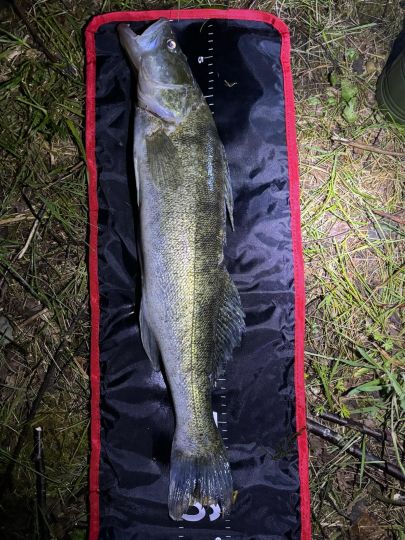Zander