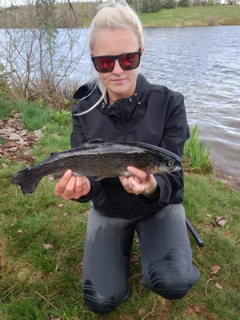 Regenbogenforelle