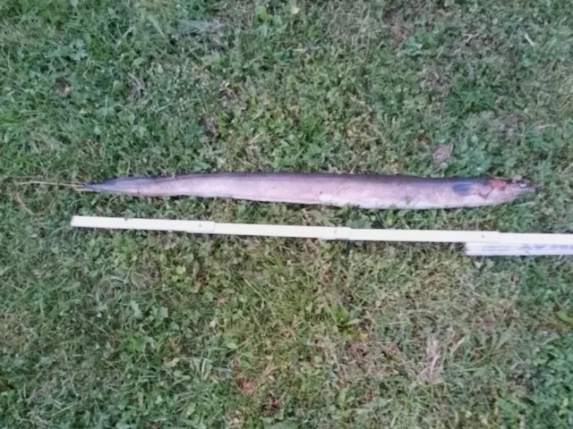 Aal