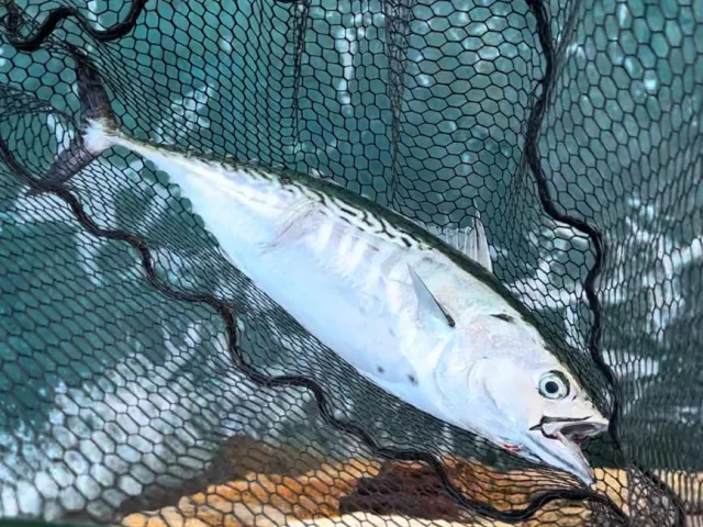 Thunfisch