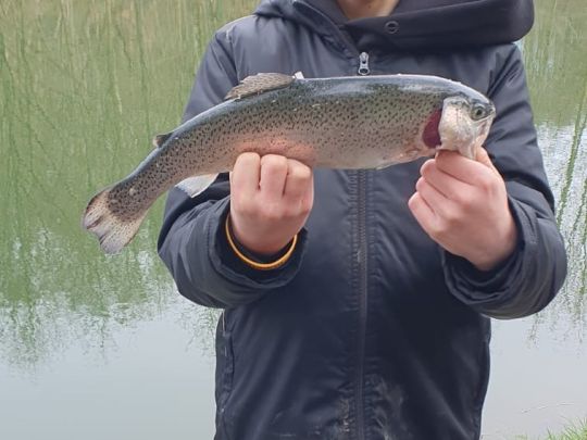Regenbogenforelle