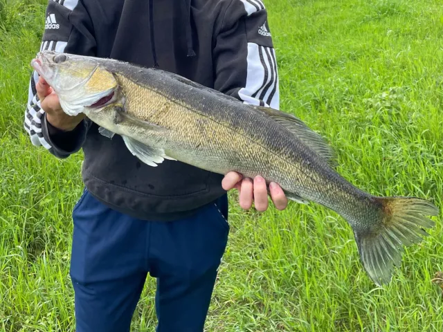 Zander
