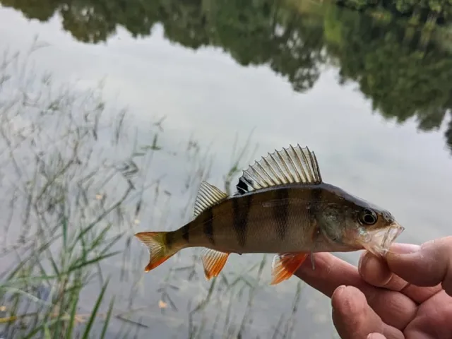 Flussbarsch