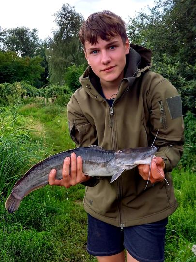 Afrikanischer Raubwels