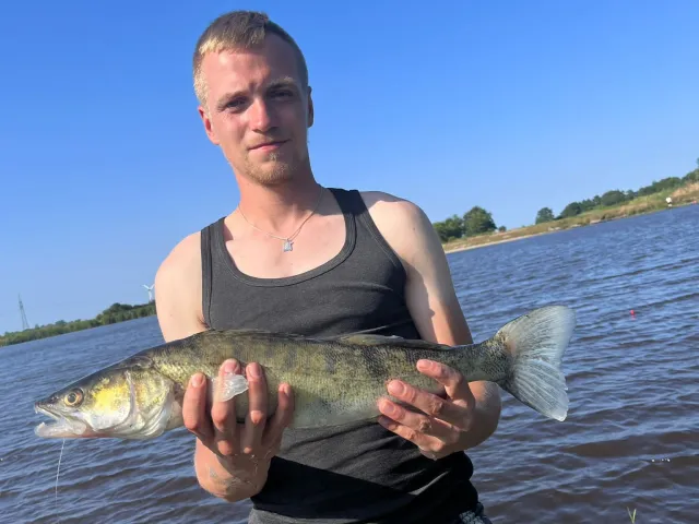 Zander