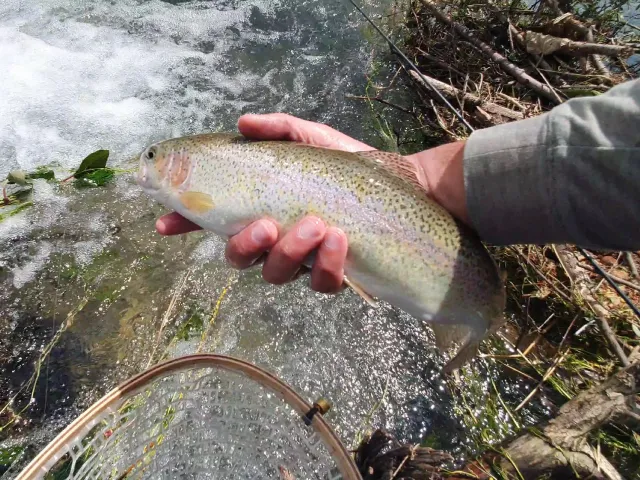 Regenbogenforelle