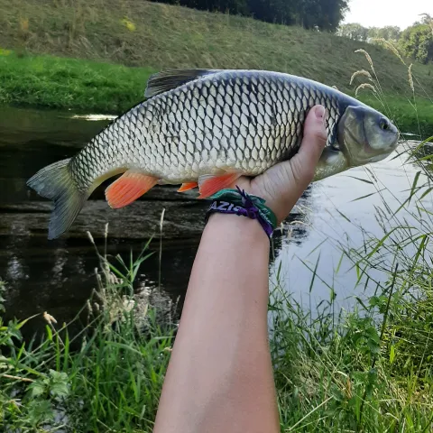 Döbel