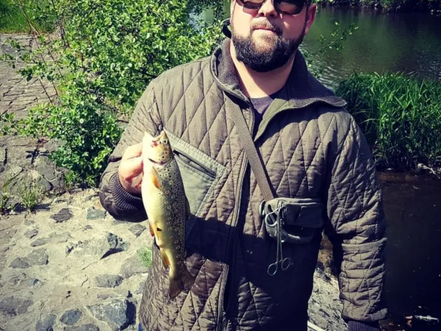 Bachforelle