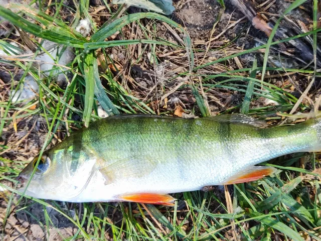 Flussbarsch