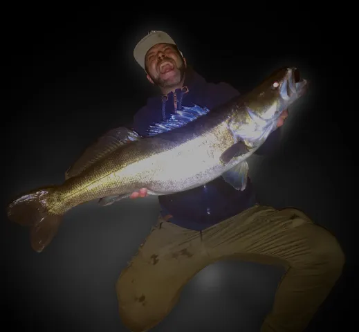 Zander