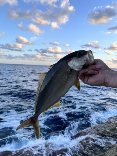 Amberjack