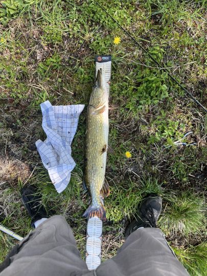 Hecht