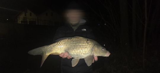 Karpfen
