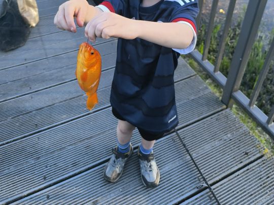 Goldfisch