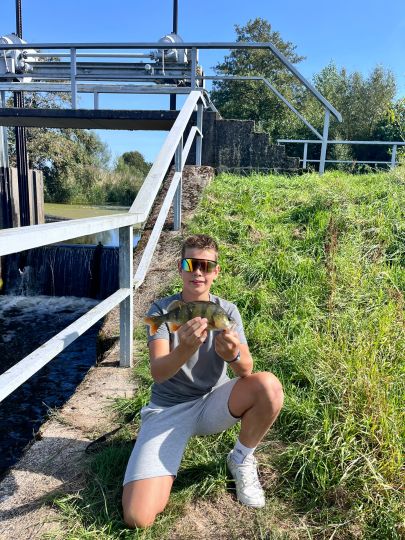 Flussbarsch
