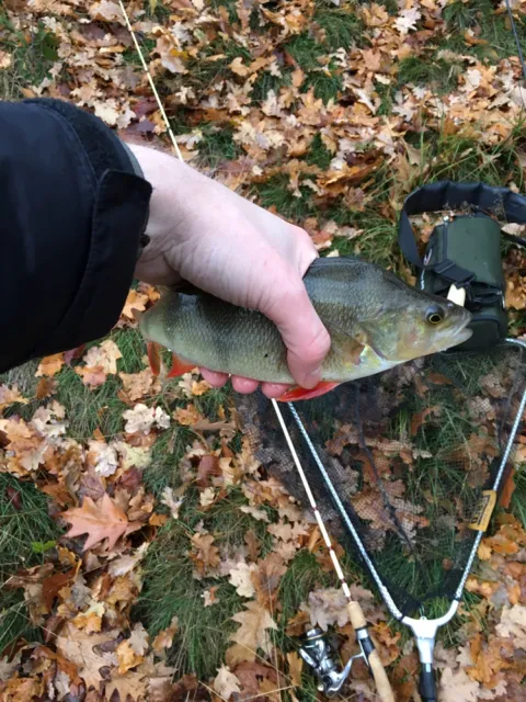 Flussbarsch