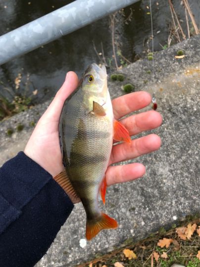 Flussbarsch