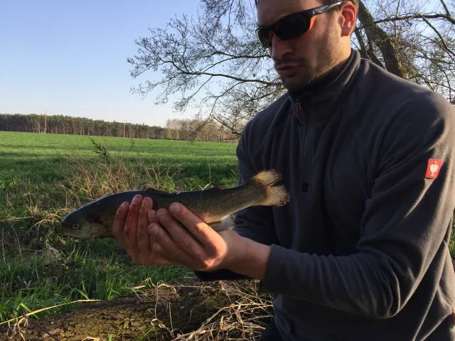 Regenbogenforelle