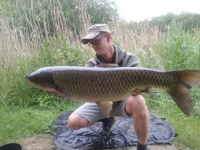 Graskarpfen