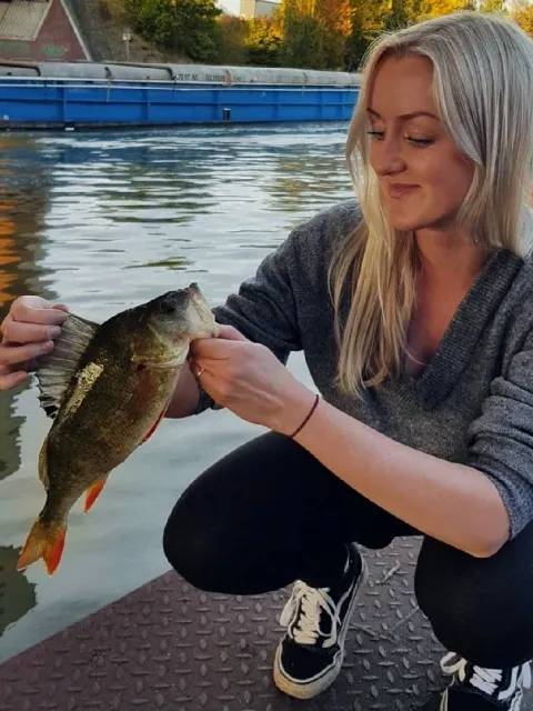 Flussbarsch