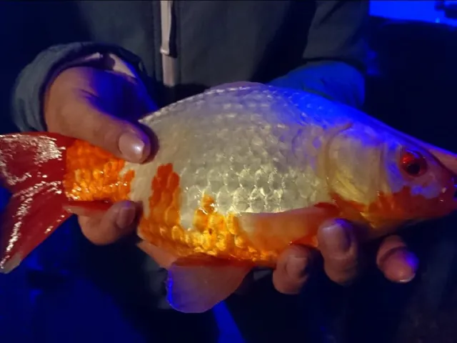Goldfisch