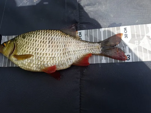 Rotfeder