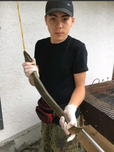 Aal