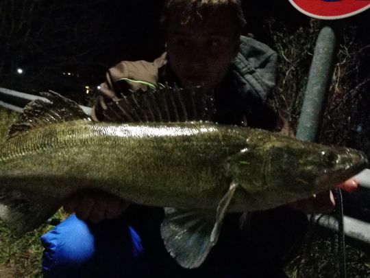 Zander