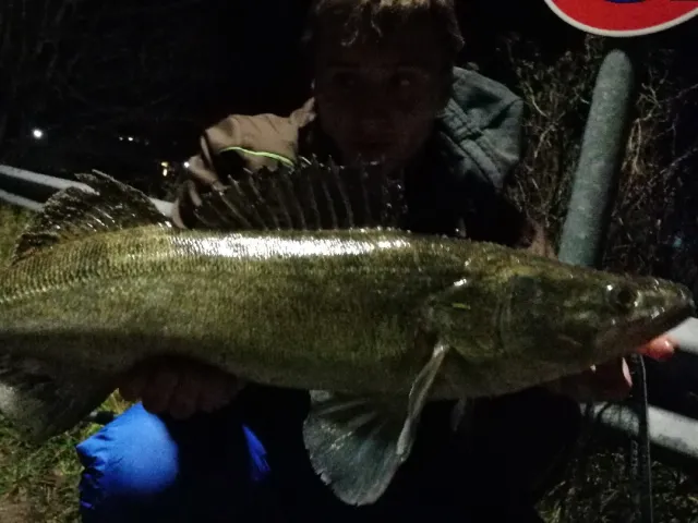 Zander