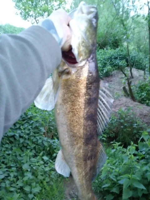 Zander