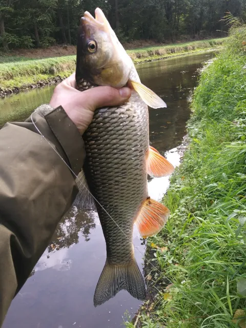 Döbel
