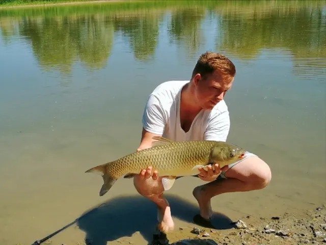 Graskarpfen